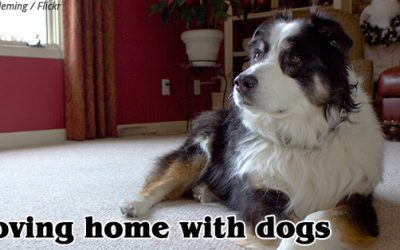 Moving Home with Dogs