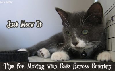 10 Tips for Moving with Cats Across Country: Just Meow It